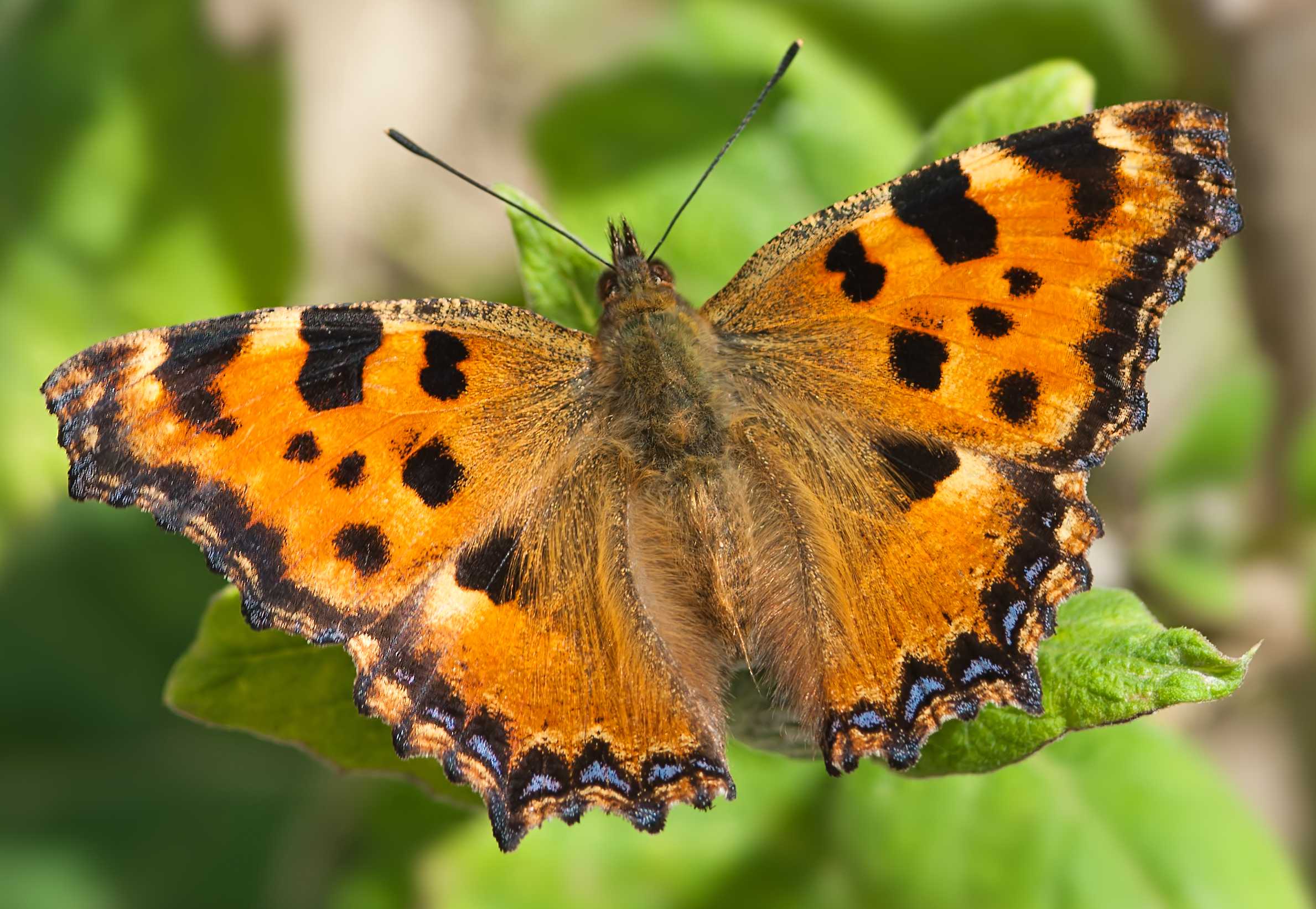 Nymphalis polychloros (LINNAEUS, 1758) TagfalterMonitoring
